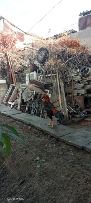 Dakan xo'roz va tovuq sotiladi