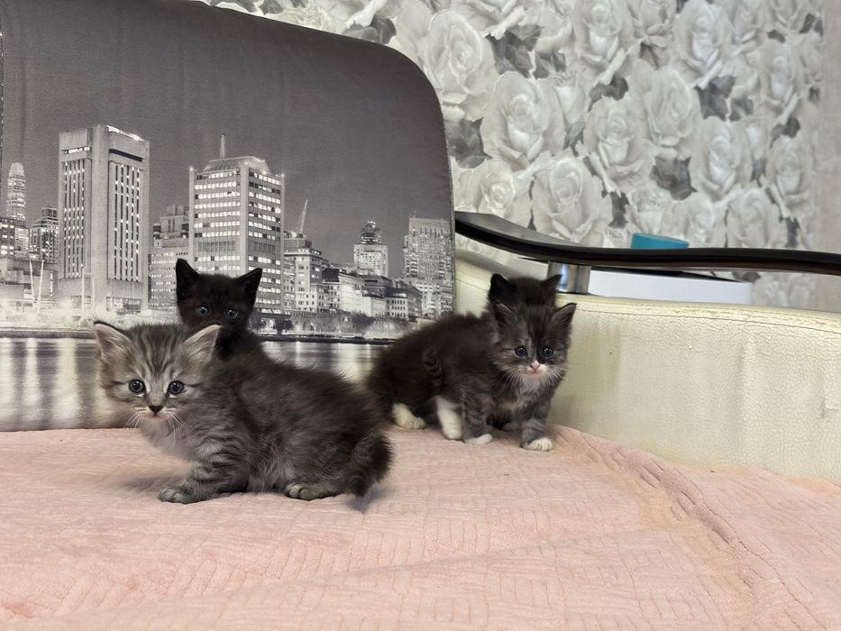 Отдам котят в добрые руки