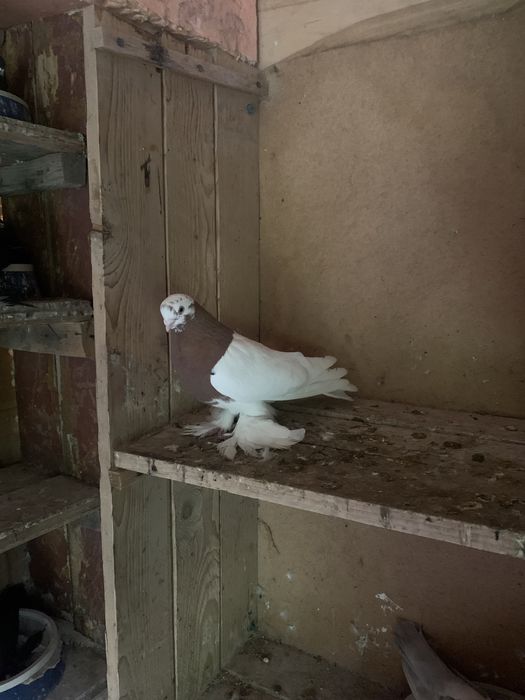 Летно игровая линия