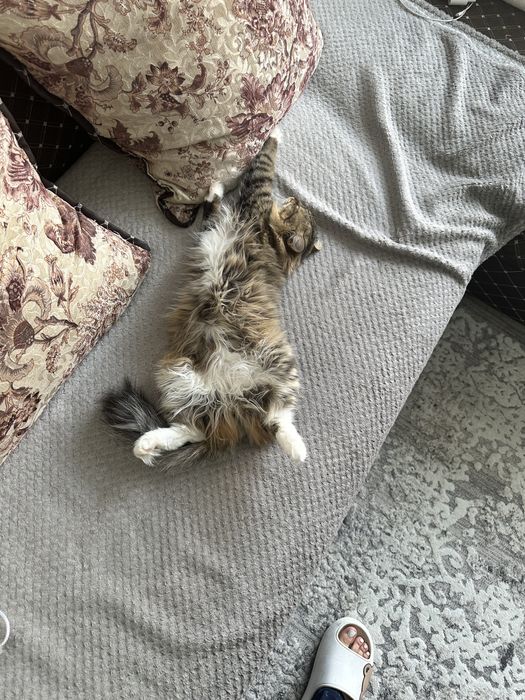 Отдам кошечку в хорошие руки