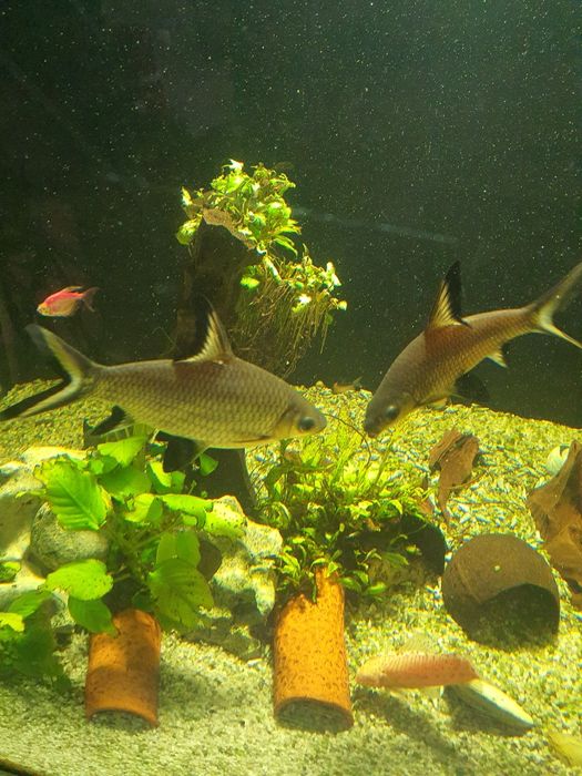 Две големи сребърни акули