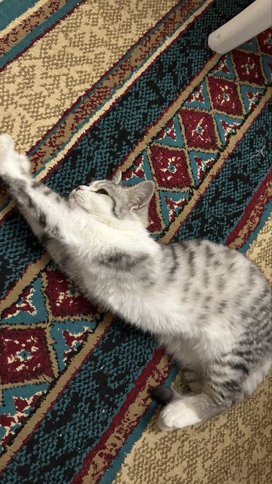 Кошка британская