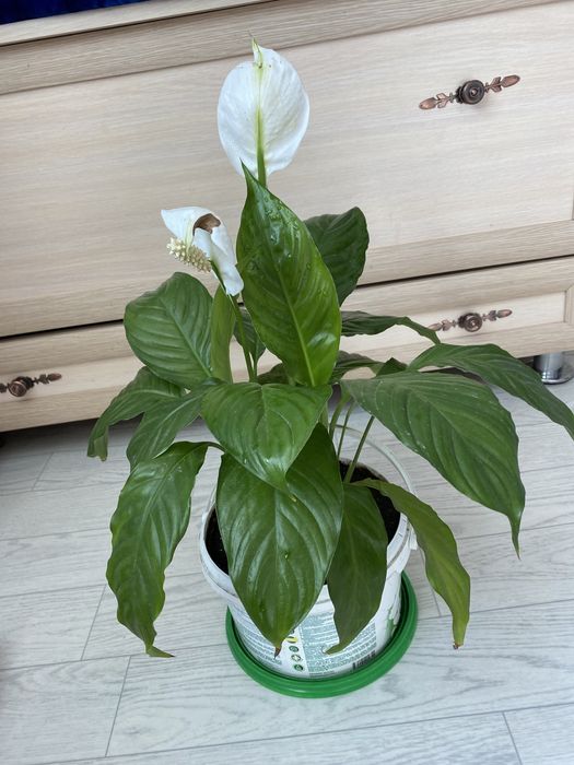 Женская счастье