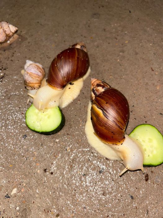 Улитка ұлу. Пайдалы емдік ұлу