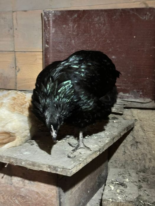 Яйцо икубационное