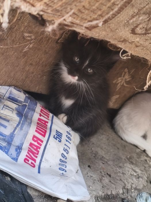 Катята очень добрые