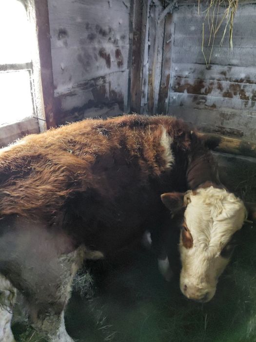 Продам двух бычков годовалые