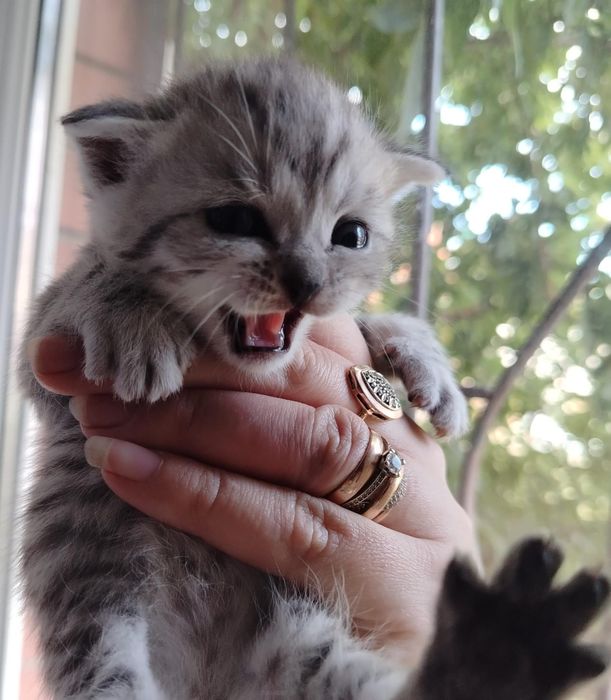Продам котят шотландских