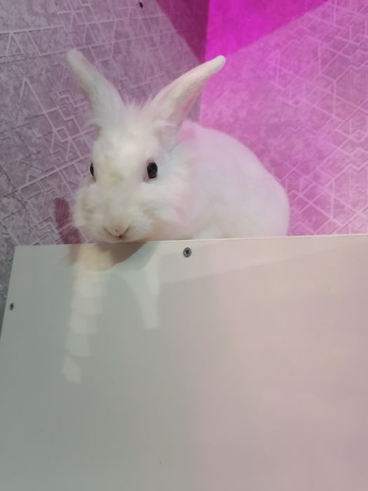 Кролик декоративный