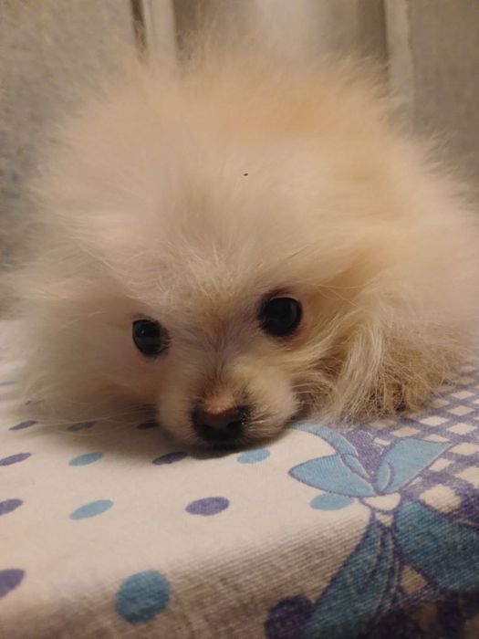 Продам щенков помиранского шпица.