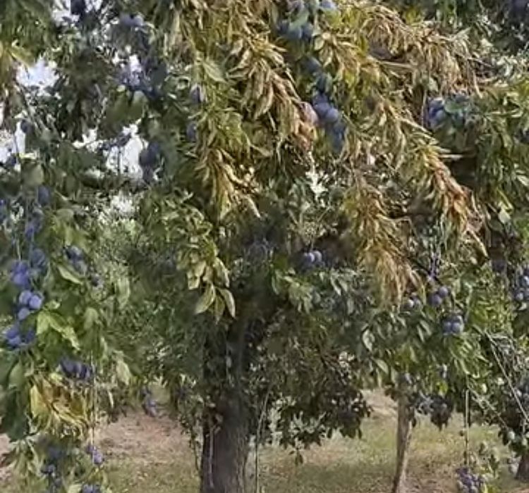 Prune pentru țuică,Anna Spath!