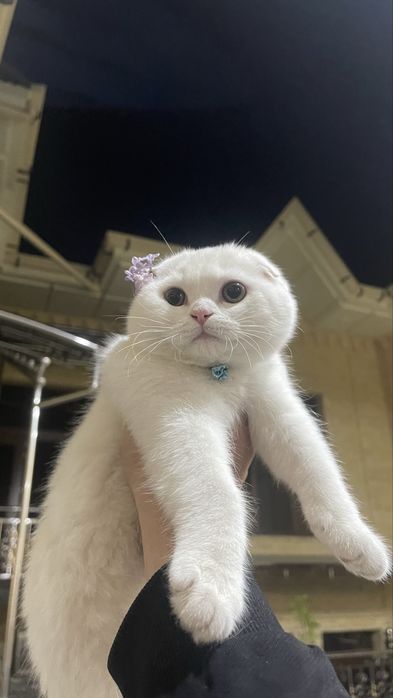 Кот Британский