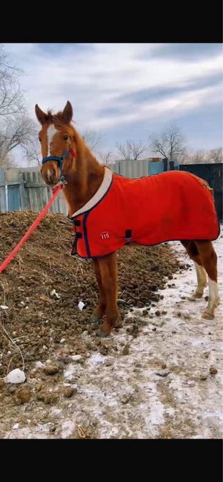 Дончак 2025 годовчик