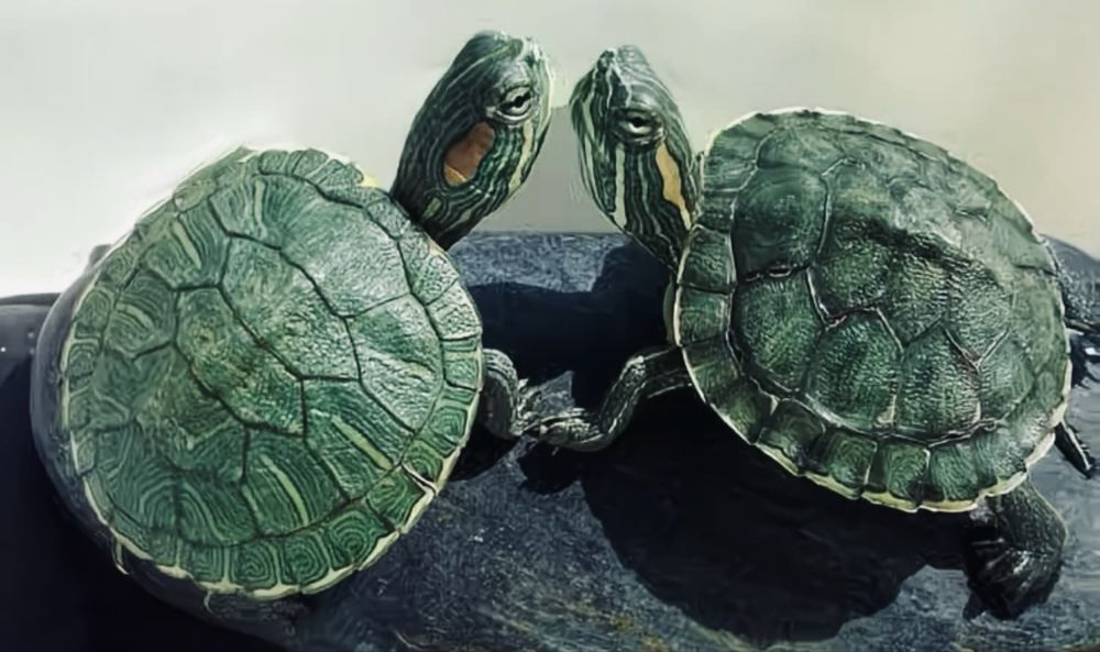 Черепахи, 3 шт, Алматы