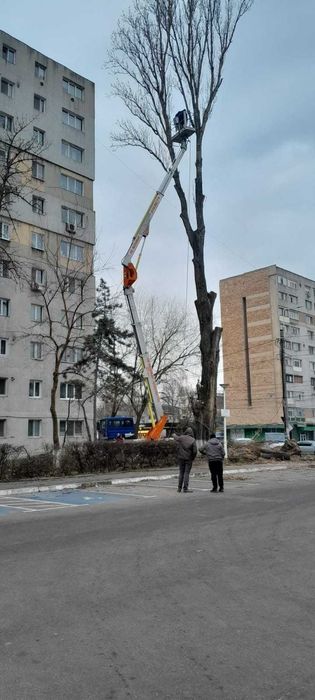 Tăiere/Toaletare Copaci Periculoși