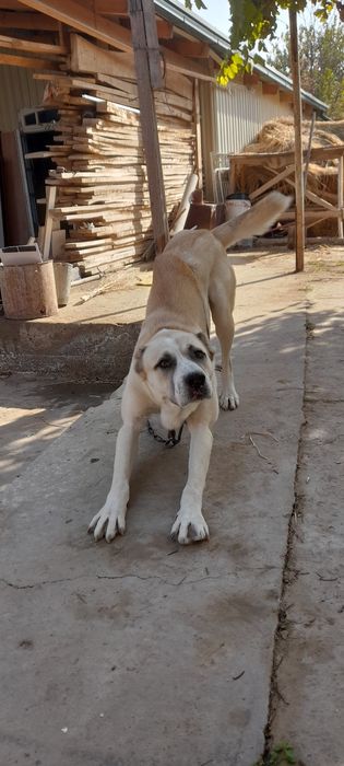 Алабай собака хорошая