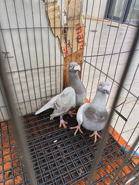 Vând pereche porumbei voiajori italieni tineri