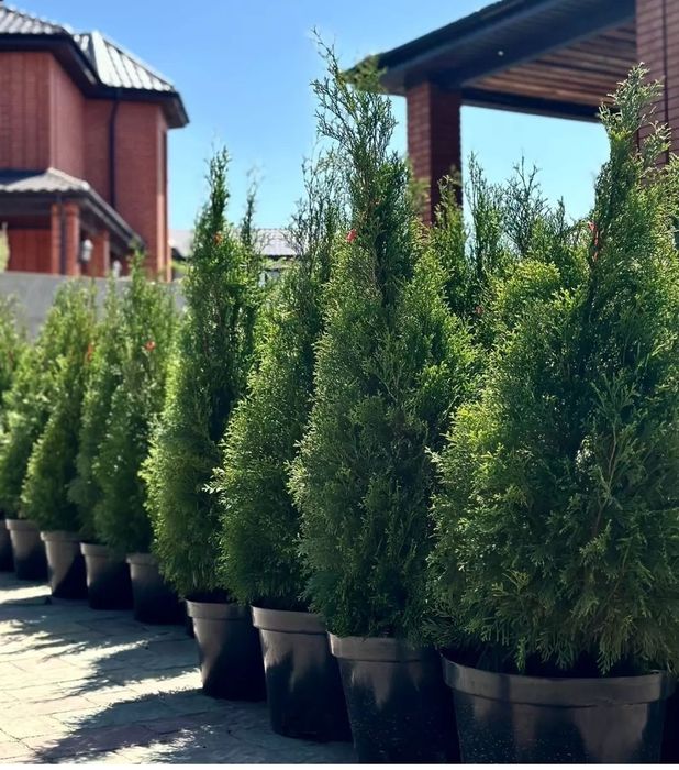 Продам тую Смарагд