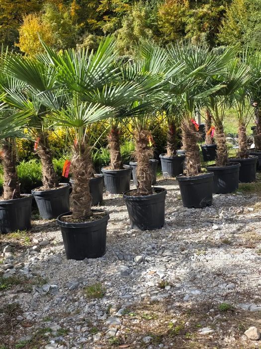 Palmieri Trachycarpus