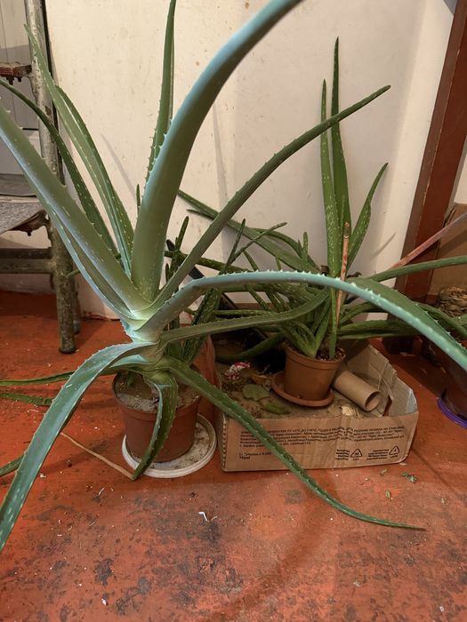 Алоэ вера цветок