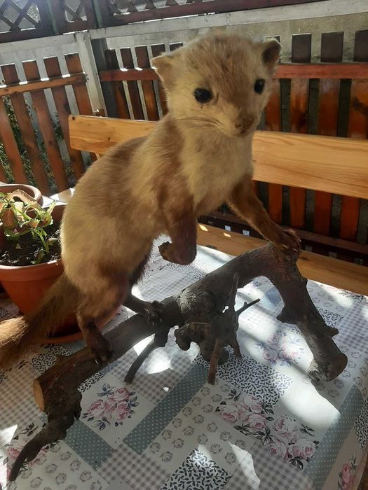 препарирана БЕЛКА