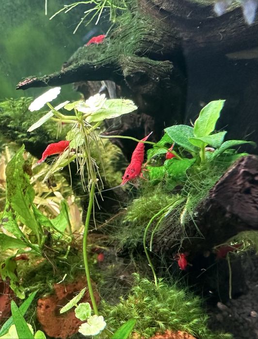 Creveti Red Sakura neocaridina