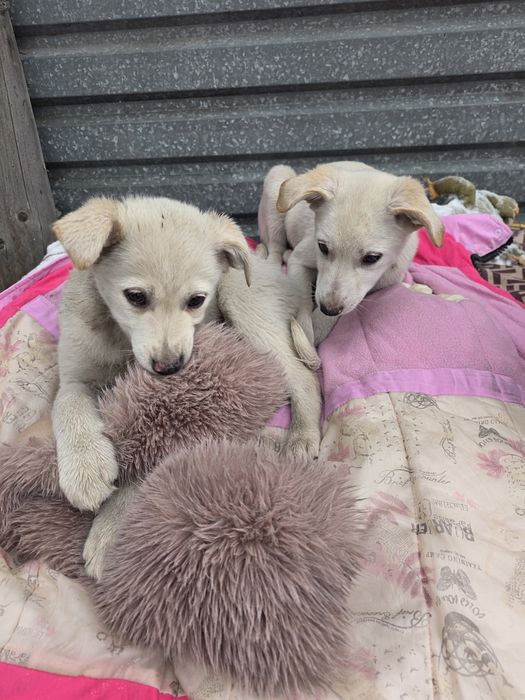 Самая сладкая девочка Джесика   2 месяца