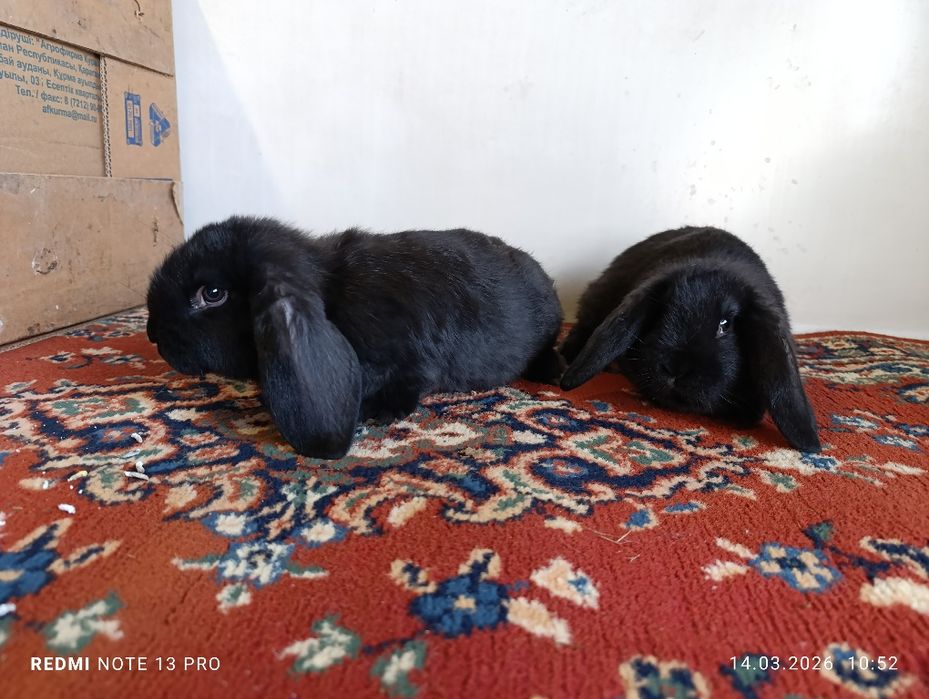 Продам кроликов французский баран