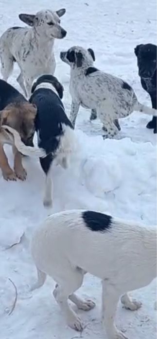 Щенята в добрые руки