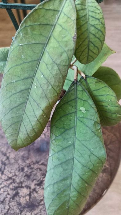 Хойя  Сабах 961, черенки