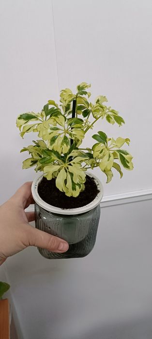 Шефлера:4500 тенге