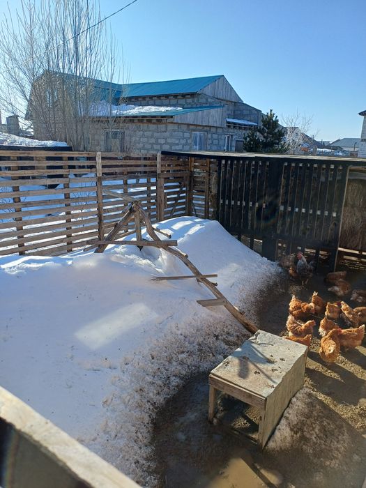 Продам курей несушек