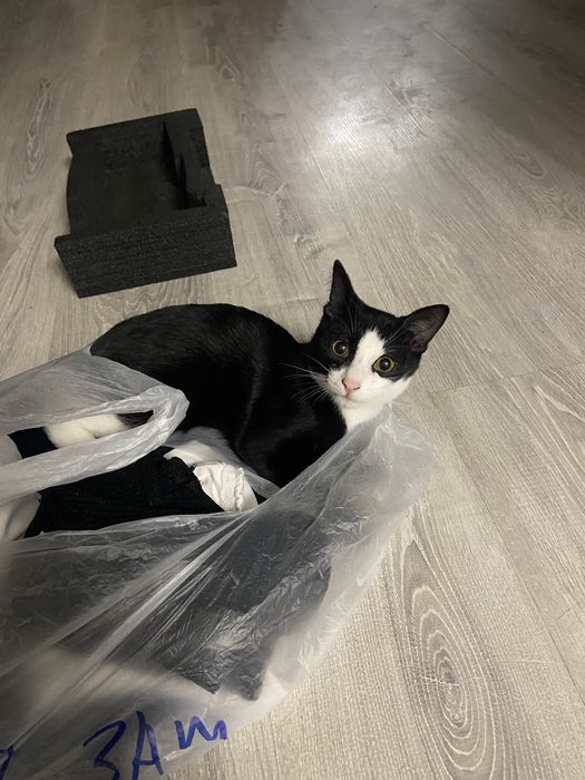 Отдам черно белого котика примерно 2 месяца