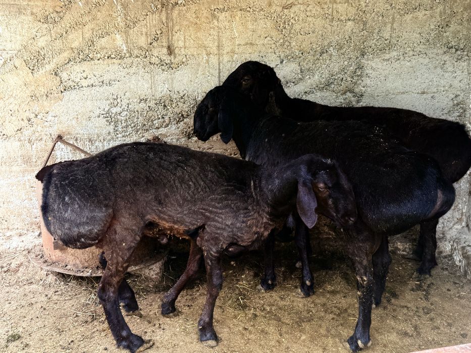 Қошқар гиссар кошкар