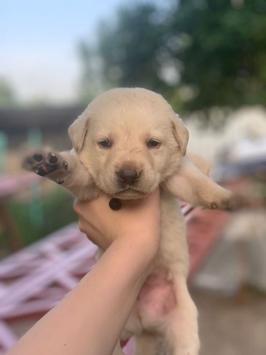 Щенки Лабрадоров