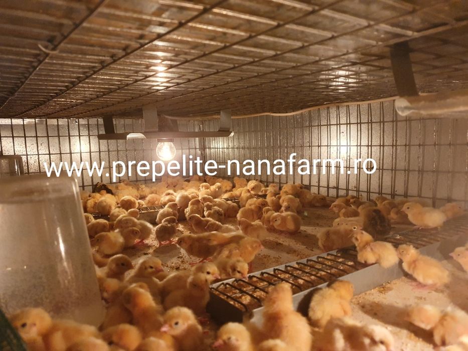 Oua de prepelita pentru incubat.