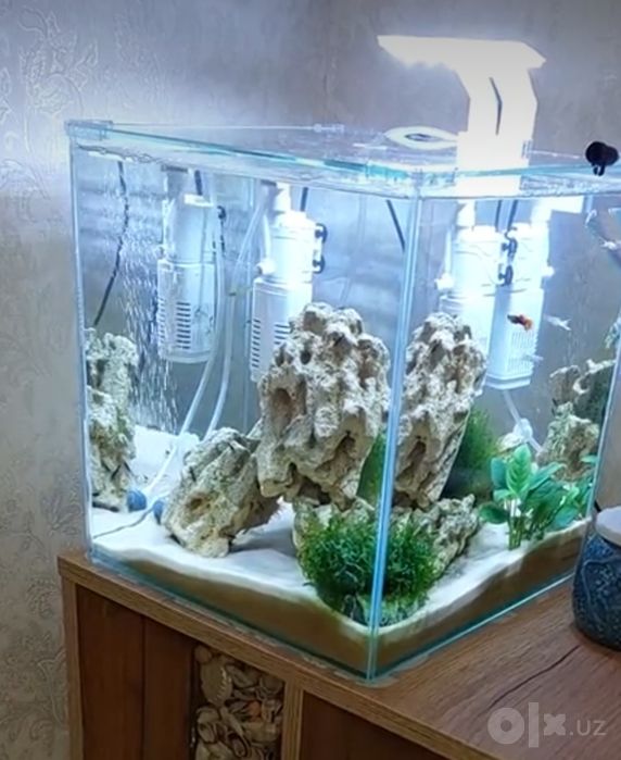 Меотис тош  аквариум учун
