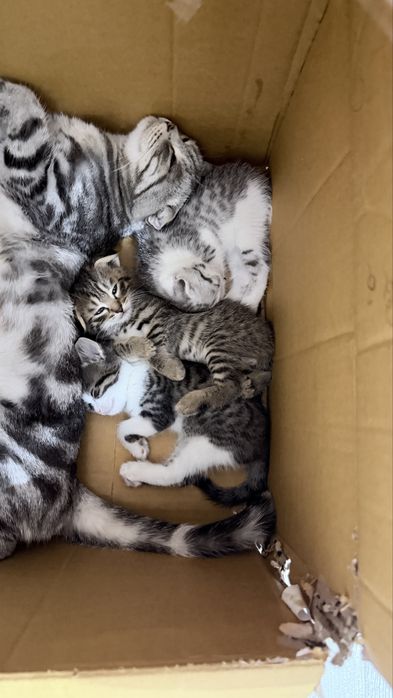 Продаются котята