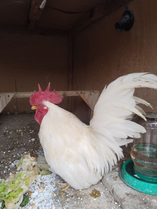 Два петушка шабо .