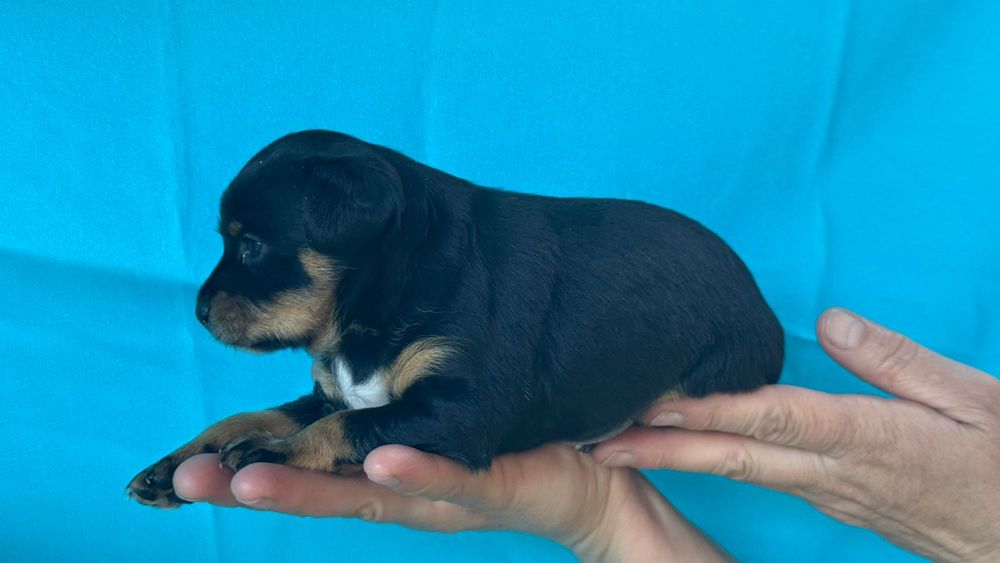 Русский той терьер