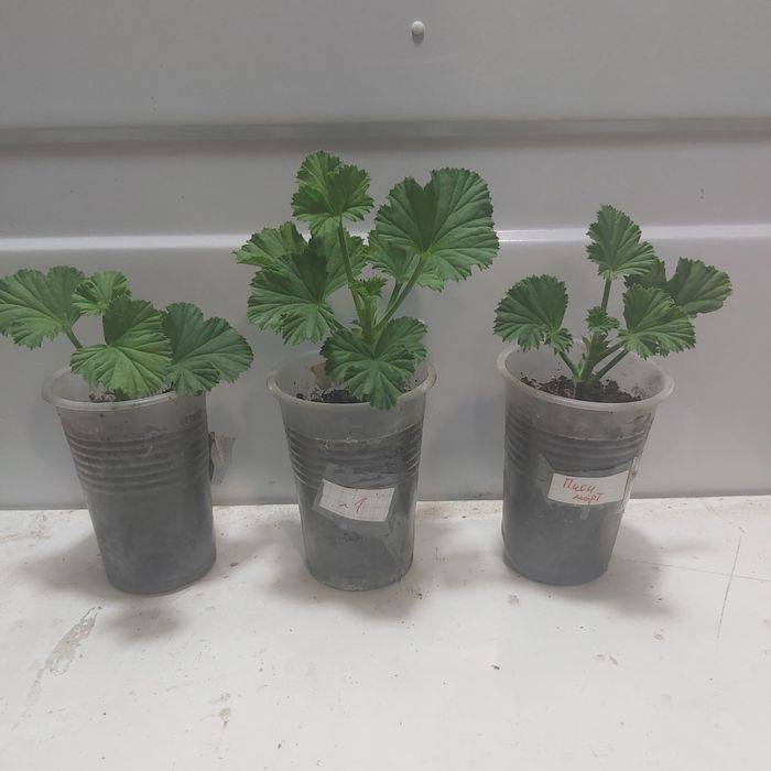 Продам комнатные цветы