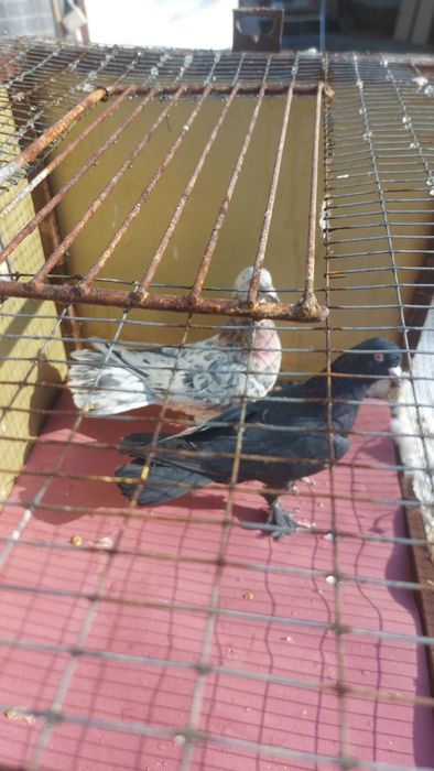 Голуби широкохвостые