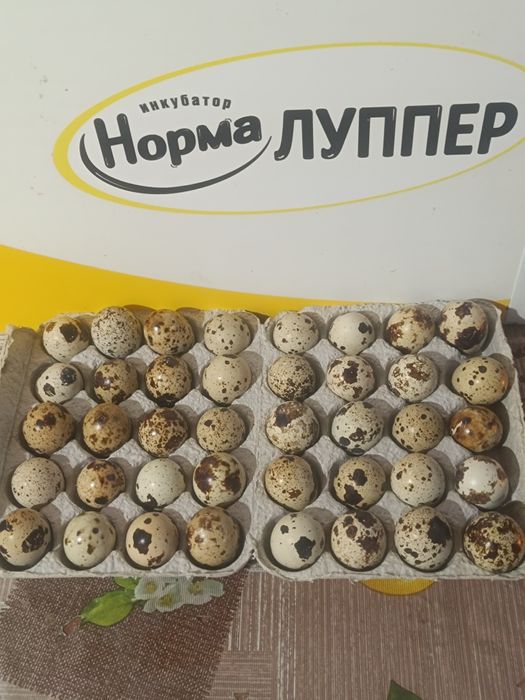 Перепела техасец