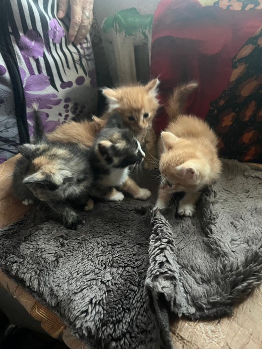 Отдаем котят в добрые руки