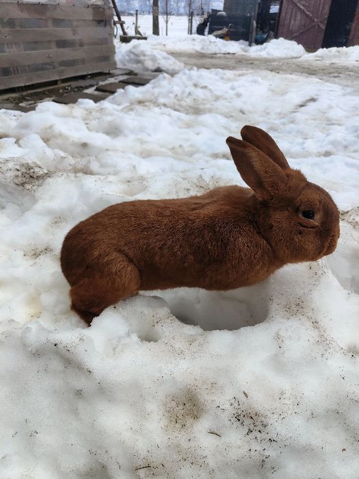 Vând cotoc Neolandez Roșu