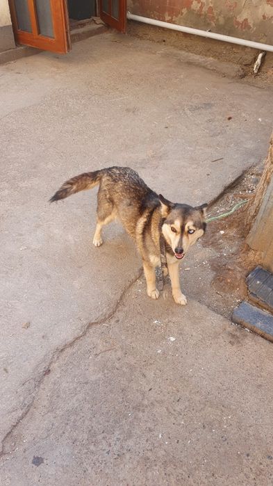 Хаски 5 ойлик киз бола