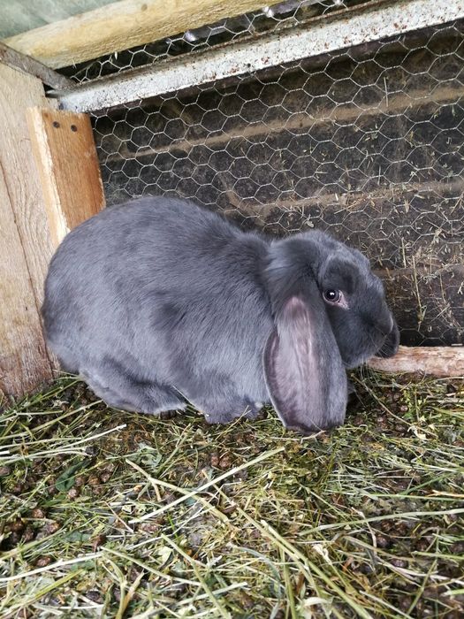 Vând iepuri berbec uriaș german