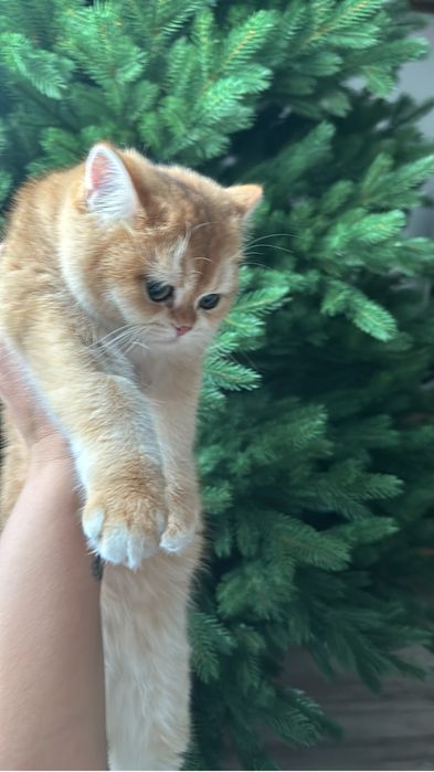 Котята Британскиой Золотой Шиншиллы