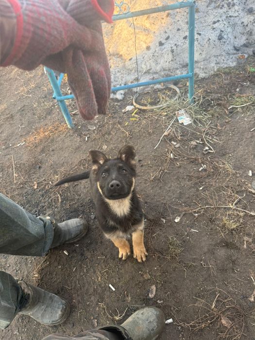 Продам щенка овчарки