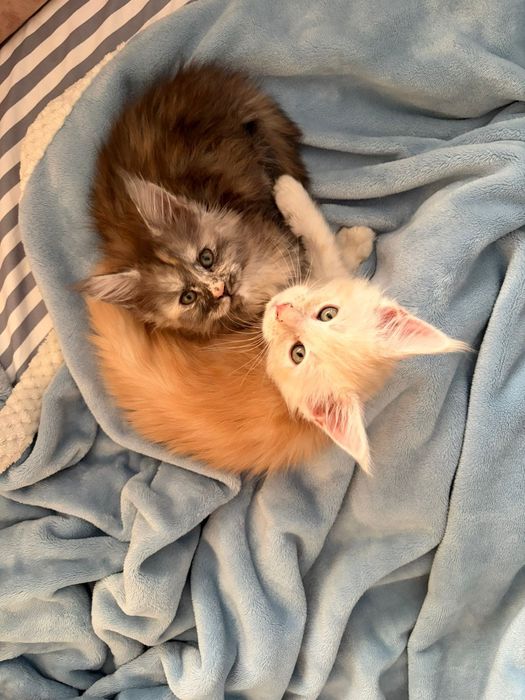 Продам Мейн кунчики